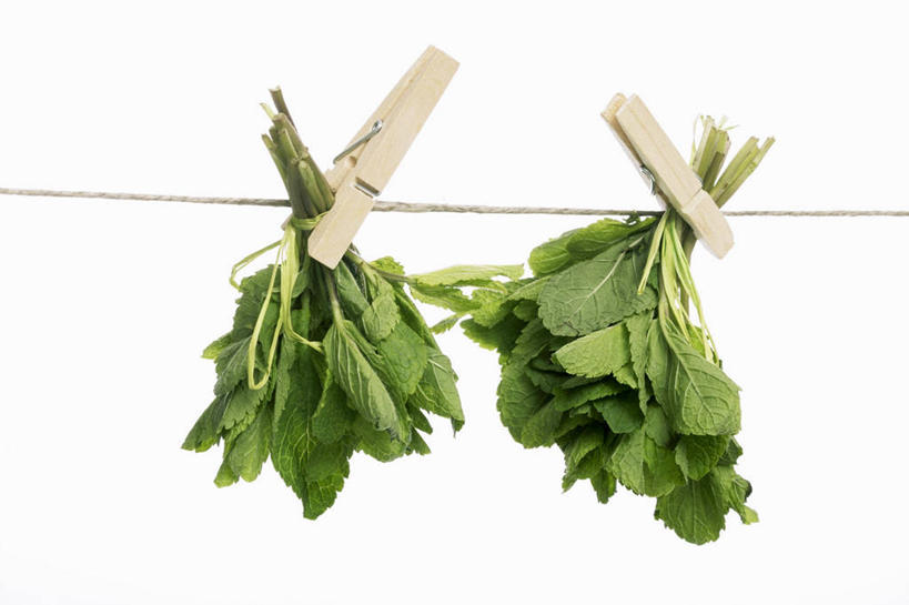 无人,横图,室内,特写,白天,白色背景,正面,许多,吊挂,悬挂,阴影,反射,木制,影子,薄荷,银丹草,挂,夹子,晾衣绳,木制品,绳子,摄影,影棚,衣夹,斑叶凤梨薄荷,苹果薄荷,夜息香,彩图,影棚拍摄,拍摄