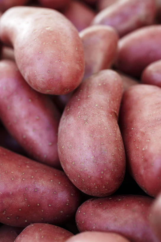 无人,竖图,俯视,室内,特写,白天,红薯,蔬菜,一堆,许多,阴影,堆叠,堆积,新鲜,反射,影子,食品,很多,食物,红色,有机食品,绿色食品,堆,山芋,甘薯,番薯,地瓜,彩图,高角度拍摄