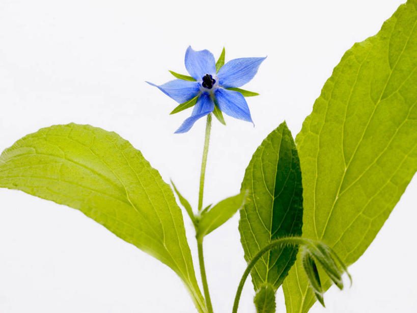 无人,横图,室内,特写,白天,白色背景,正面,植物,叶子,盛开,纹理,绿叶,草药,药草,花蕾,中药,花,花瓣,花朵,鲜花,绿色,花苞,花蕊,嫩叶,摄影,影棚,药材,中草药,琉璃苣,中药材,本草,肌理,茈草,鸦衔草,紫草,紫丹,叶,叶片,叶脉,彩图,影棚拍摄,拍摄