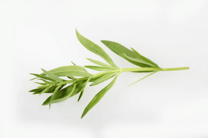 无人,横图,俯视,室内,特写,白天,白色背景,植物,桌面,桌子,叶子,阴影,反射,木制,纹理,影子,绿叶,草药,药草,中药,绿色,木制品,嫩叶,摄影,影棚,马鞭草,药材,中草药,中药材,本草,龙牙草,肌理,凤颈草,野荆芥,紫顶龙芽草,叶,叶片,叶脉,彩图,高角度拍摄,影棚拍摄,拍摄