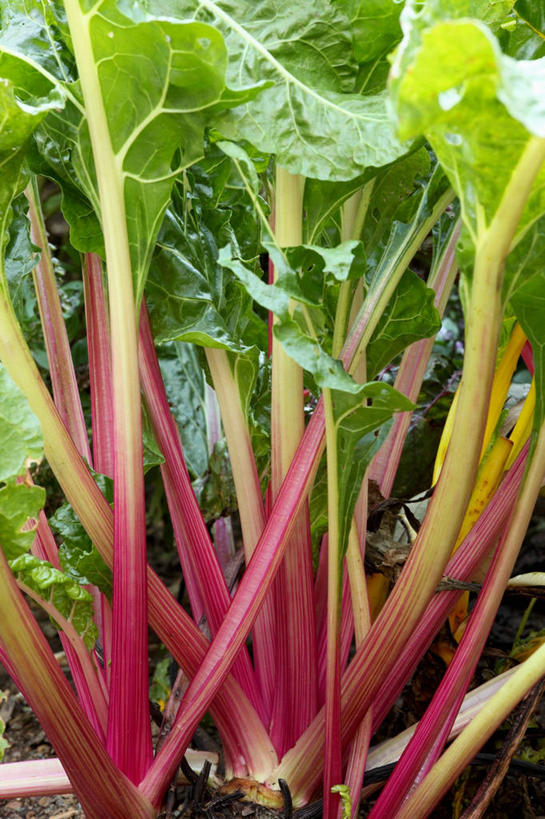 无人,农田,竖图,室外,特写,白天,正面,庄稼,农作物,植物,蔬菜,叶子,新鲜,纹理,食品,绿叶,食物,绿色,嫩叶,有机食品,绿色食品,牛皮菜,肌理,厚皮菜,厚合菜,莙达菜,莙荙菜,根达菜,恭菜,观达菜,叶,叶片,叶脉,彩图,耕地,庄稼田