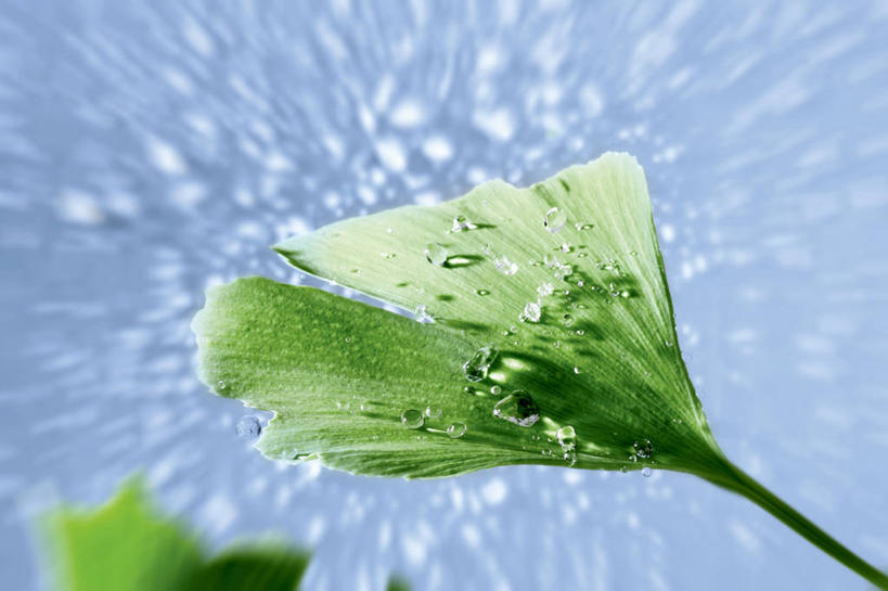 无人,横图,俯视,室内,特写,白天,水,植物,露水,叶子,阴影,透明,反射,纹路,纹理,液体,影子,水滴,草药,药草,中药,水珠,树叶,露珠,银杏叶,生机,剔透,药材,中草药,中药材,本草,肌理,灵动,白果叶,通明,叶片,彩图,高角度拍摄,晶莹