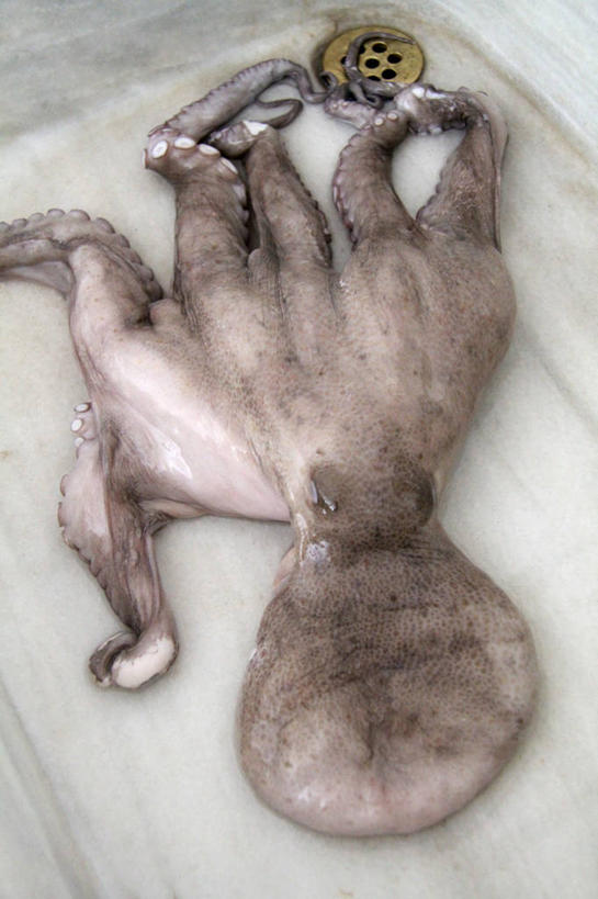 海鲜,无人,竖图,俯视,室内,特写,白天,乌贼,阴影,反射,水槽,影子,水斗,水产,海洋生物,无脊椎动物,一只,水生动物,海产品,水生物,海底动物,乌鲗,乌鱼,无脊椎非鱼类,墨鱼,墨斗鱼,花枝,彩图,高角度拍摄,全身