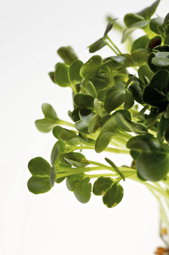 无人,竖图,室内,特写,白天,白色背景,正面,餐桌,桌子,芹菜,蔬菜,叶子,阴影,新鲜,反射,影子,食品,绿叶,食物,嫩叶,摄影,有机食品,绿色食品,影棚,餐台,根芹菜,根洋芹,球根塘蒿,叶,叶片,药芹,水芹,旱芹,彩图,影棚拍摄,拍摄