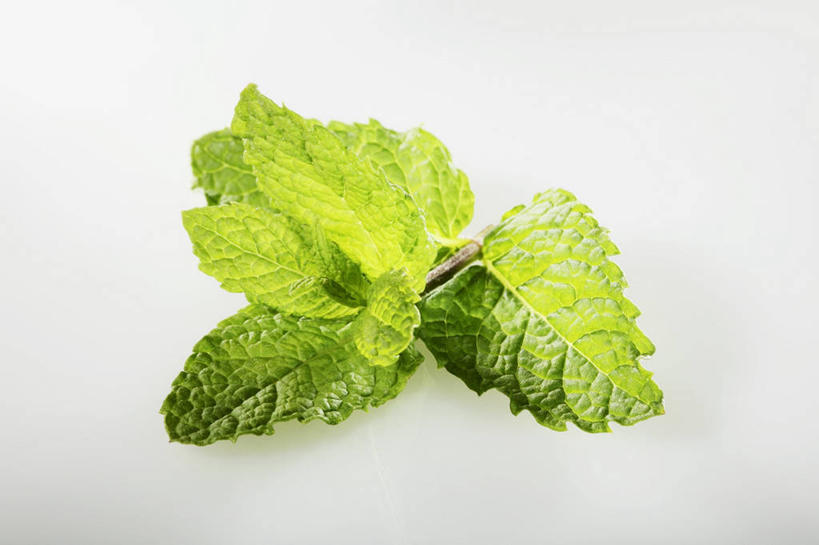 无人,横图,俯视,室内,特写,白天,白色背景,植物,餐桌,桌子,叶子,阴影,反射,纹理,影子,薄荷,绿叶,银丹草,绿色,嫩叶,摄影,影棚,餐台,肌理,斑叶凤梨薄荷,夜息香,胡椒薄荷,叶,叶片,叶脉,彩图,高角度拍摄,影棚拍摄,拍摄