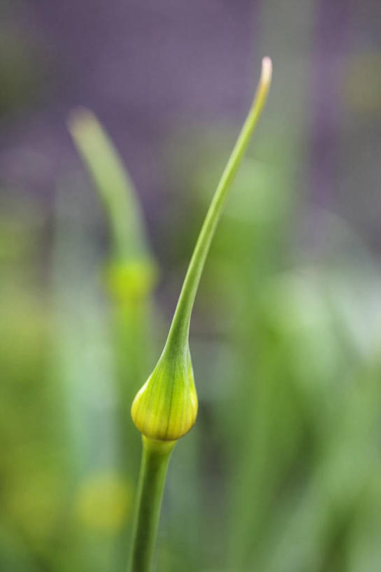 无人,农田,竖图,俯视,室外,特写,白天,庄稼,农作物,美景,蔬菜,阴影,朦胧,模糊,新鲜,光线,影子,景观,韭菜,食品,食物,阳光,自然,景色,有机食品,绿色食品,自然风光,起阳草,韭,山韭,长生韭,彩图,高角度拍摄,耕地,庄稼田