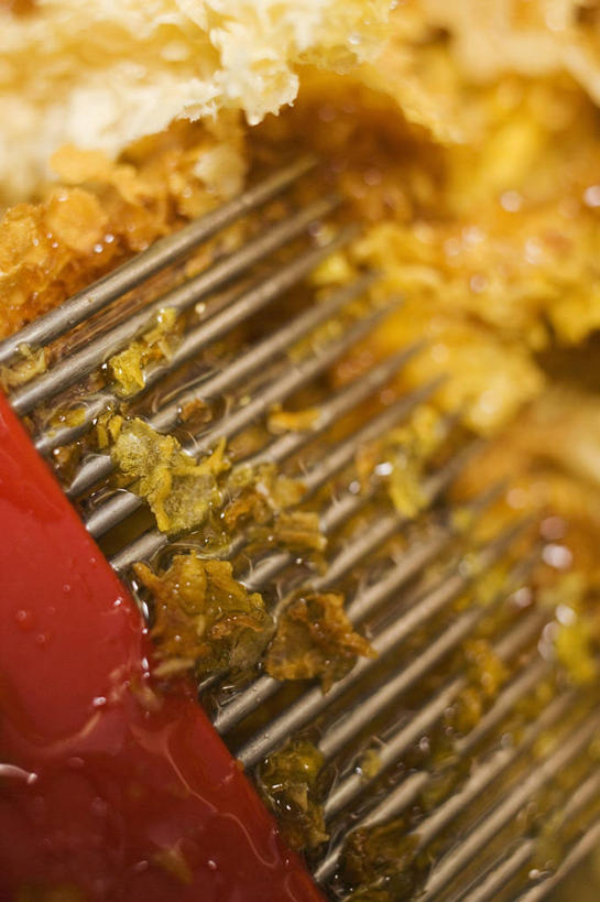 蜂蜜,无人,竖图,俯视,室内,特写,白天,烘焙,餐桌,桌子,金属制品,阴影,朦胧,模糊,反射,金属,蜂巢,蜂窝,影子,架子,餐台,花蜜,止痛,解毒,冷却,冷却架,冬酿,石蜜,彩图,高角度拍摄