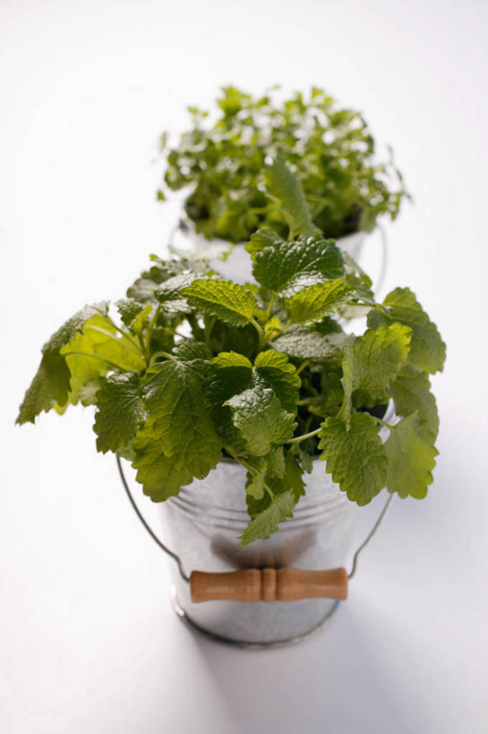 无人,竖图,俯视,室内,特写,白天,白色背景,植物,餐桌,桌子,阴影,盛开,反射,盆栽,铁桶,桶,影子,草药,药草,盆景,花蕾,中药,花,花瓣,花朵,鲜花,绿色,自然,容器,花苞,花蕊,摄影,影棚,生长,成长,餐台,储藏,储存,药材,中草药,蜜蜂花,中药材,本草,鼻血草,彩图,高角度拍摄,影棚拍摄,拍摄,贮存