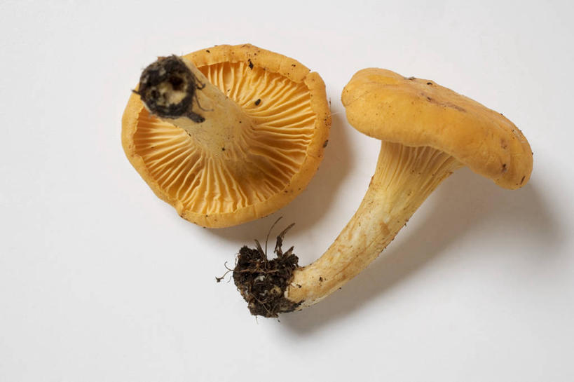 无人,横图,俯视,室内,特写,白天,白色背景,桌面,桌子,蔬菜,阴影,新鲜,反射,木制,影子,菌菇,食品,菌类,食物,两个,黄色,木制品,食用菌,摄影,有机食品,绿色食品,影棚,鸡油菌,杏黄菌,杏菌,彩图,高角度拍摄,影棚拍摄,拍摄