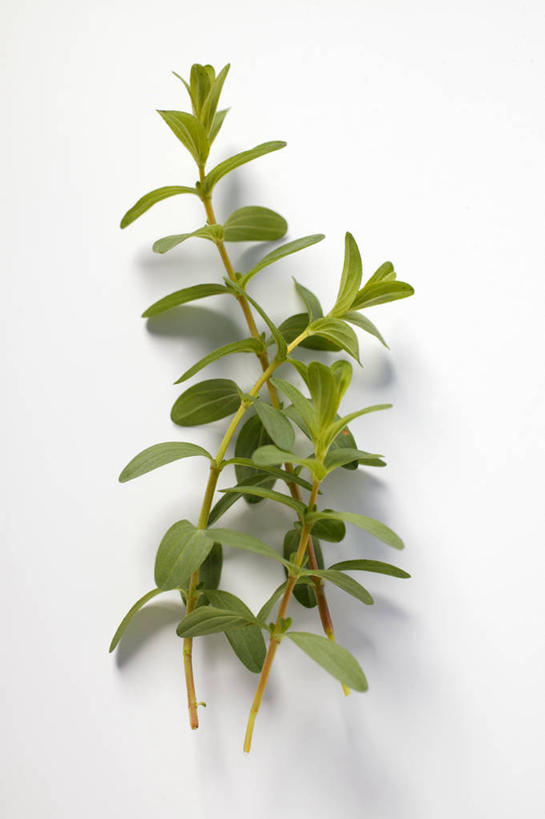 无人,竖图,俯视,室内,特写,白天,白色背景,植物,桌面,桌子,叶子,阴影,反射,木制,纹理,影子,绿叶,草药,药草,中药,绿色,木制品,嫩叶,摄影,影棚,药材,中草药,本草,肌理,贯叶连翘,圣约翰草,千层楼,贯叶金丝桃,叶,叶片,叶脉,彩图,高角度拍摄,影棚拍摄,拍摄