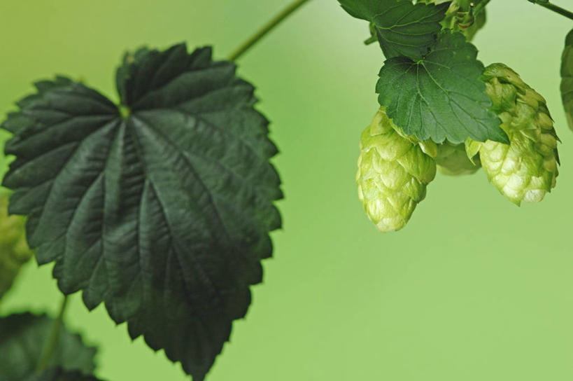 无人,横图,室内,特写,白天,正面,植物,叶子,绿色背景,阴影,反射,纹理,影子,啤酒花,绿叶,绿色,嫩叶,摄影,影棚,酒花,肌理,忽布,蛇麻花,酵母花,叶,叶片,叶脉,彩图,影棚拍摄,拍摄