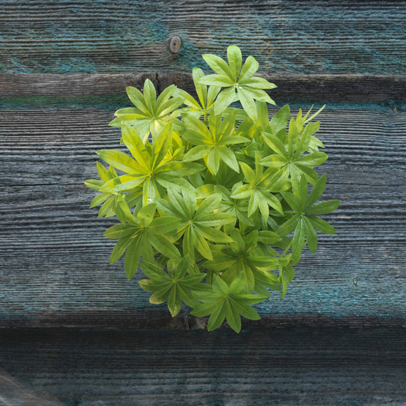 无人,方图,俯视,室内,特写,白天,植物,餐桌,桌子,叶子,阴影,反射,木制,影子,绿叶,草药,药草,中药,木制品,嫩叶,餐台,药材,中草药,中药材,本草,活血丹,茜草,血见愁,地苏木,血茜草,叶,叶片,彩图,高角度拍摄