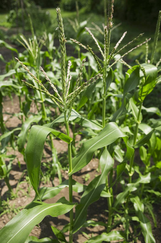 无人,农田,竖图,俯视,室外,特写,白天,庄稼,农作物,美景,植物,叶子,阴影,光线,纹理,影子,景观,绿叶,绿色,阳光,自然,嫩叶,景色,自然风光,肌理,叶,叶片,叶脉,玉米田,彩图,高角度拍摄,耕地,庄稼田