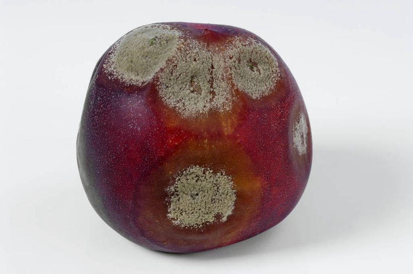 无人,横图,俯视,室内,特写,白天,白色背景,餐桌,桌子,桃子,水果,阴影,发霉,新鲜,反射,影子,生食,食品,果实,食物,一个,摄影,有机食品,绿色食品,影棚,单个,餐台,肺果,彩图,高角度拍摄,影棚拍摄,拍摄