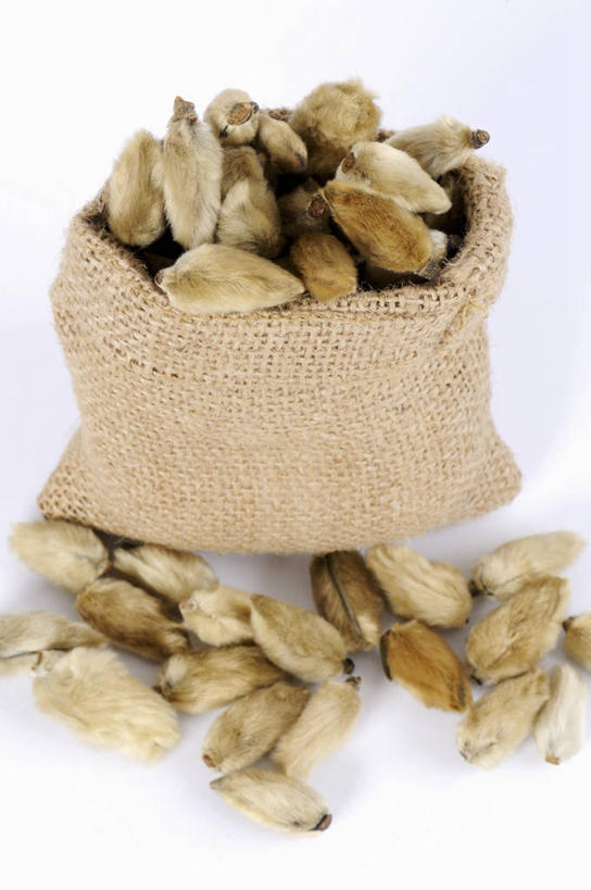 无人,竖图,俯视,室内,特写,白天,白色背景,植物,桌面,桌子,玉兰花,袋子,一堆,许多,阴影,堆叠,堆积,盛开,反射,木制,影子,草药,药草,很多,花蕾,麻袋,中药,花,花瓣,花朵,鲜花,一个,木制品,容器,花苞,花蕊,摄影,影棚,单个,储藏,堆,储存,药材,中草药,辛夷,木笔,中药材,本草,木兰花,望春玉兰,辛夷花,玉兰,应春花,望春花,木兰,彩图,高角度拍摄,影棚拍摄,拍摄,贮存