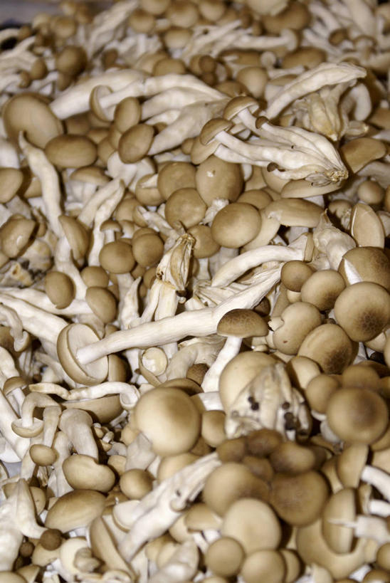 无人,竖图,俯视,室内,特写,白天,蔬菜,一堆,许多,堆叠,堆积,新鲜,菌菇,蘑菇,食品,很多,菌类,食物,食用菌,有机食品,绿色食品,堆,彩图,高角度拍摄