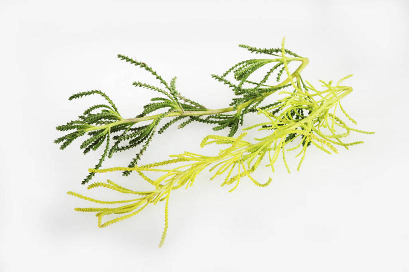 无人,横图,俯视,室内,特写,白天,白色背景,植物,桌面,桌子,叶子,阴影,反射,木制,纹理,影子,黄草,绿叶,草药,药草,中药,绿色,木制品,嫩叶,摄影,影棚,艾草,药材,中草药,中药材,本草,肌理,艾蒿,艾绒,遏草,灸草,香艾,医草,叶,叶片,叶脉,彩图,高角度拍摄,影棚拍摄,拍摄