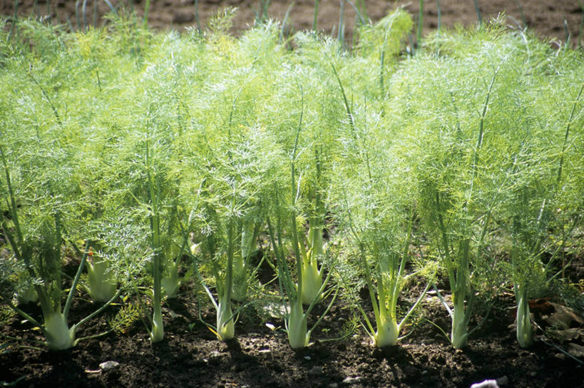 无人,农田,横图,俯视,室外,特写,白天,庄稼,农作物,蔬菜,叶子,新鲜,食品,绿叶,食物,茴香,嫩叶,有机食品,绿色食品,球茎茴香,甜茴香,意大利茴香,叶,叶片,彩图,高角度拍摄,耕地,庄稼田