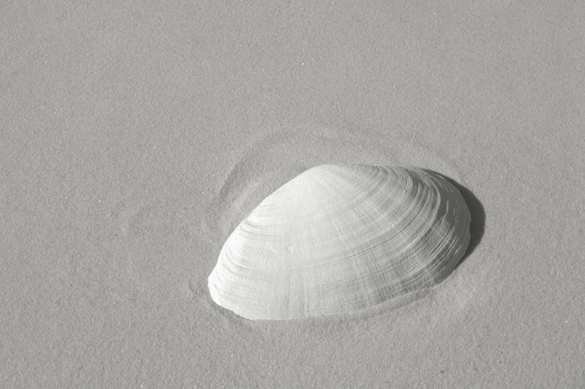 无人,横图,俯视,室外,特写,白天,沙滩,静物,贝壳,沙子,海岸,沙地,一个,单个,贝类外壳,海螺壳,软体动物外壳,海滩,彩图,高角度拍摄