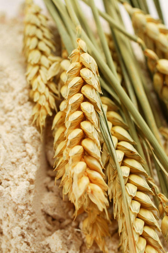 无人,竖图,俯视,室内,特写,白天,农作物,小麦,桌面,桌子,阴影,朦胧,模糊,反射,木制,粉末,影子,谷物,面粉,粮食,木制品,粉,麦子,农产品,原材料,粉状,彩图,高角度拍摄