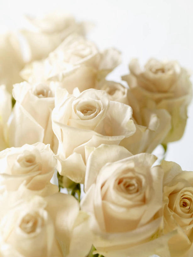 无人,竖图,俯视,室内,特写,白天,白色背景,爱情,幸福,纯洁,热情,餐桌,桌子,玫瑰,朦胧,模糊,盛开,玫瑰花,浪漫,花蕾,花,花瓣,花朵,鲜花,白玫瑰,花苞,花蕊,温暖,温馨,恩爱,摄影,影棚,餐台,和睦,感动,尊敬,天真,刺玫花,徘徊花,彩图,高角度拍摄,影棚拍摄,拍摄,融洽