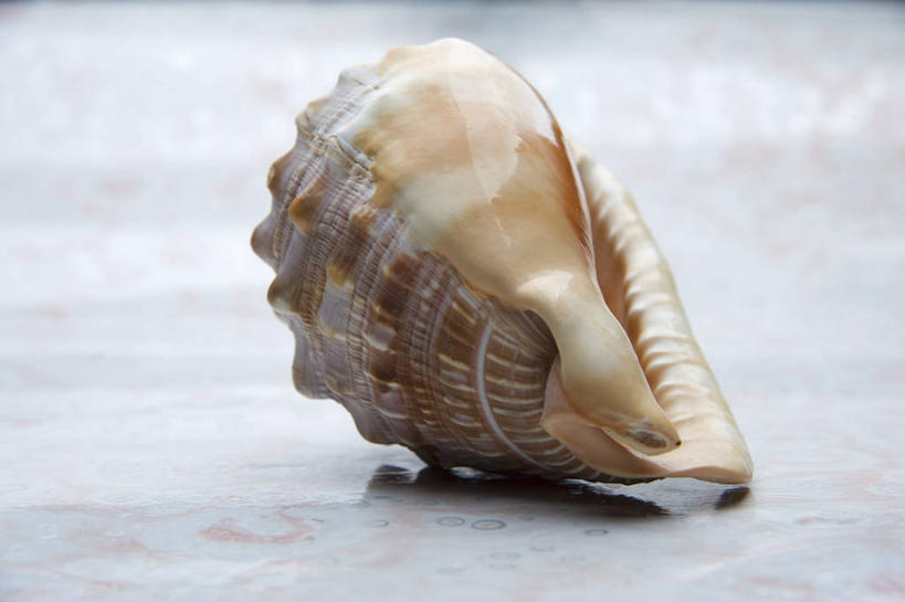 无人,横图,俯视,室内,特写,白天,灰色背景,海螺,海洋生物,一个,摄影,影棚,单个,软体动物,峨螺,水生动物,水生物,海底动物,彩图,高角度拍摄,影棚拍摄,拍摄