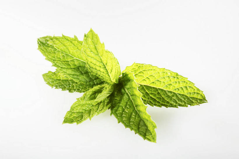 无人,横图,俯视,室内,特写,白天,白色背景,植物,餐桌,桌子,叶子,薄荷,绿叶,草药,药草,银丹草,中药,嫩叶,摄影,影棚,餐台,药材,中草药,中药材,本草,斑叶凤梨薄荷,夜息香,胡椒薄荷,叶,叶片,彩图,高角度拍摄,影棚拍摄,拍摄