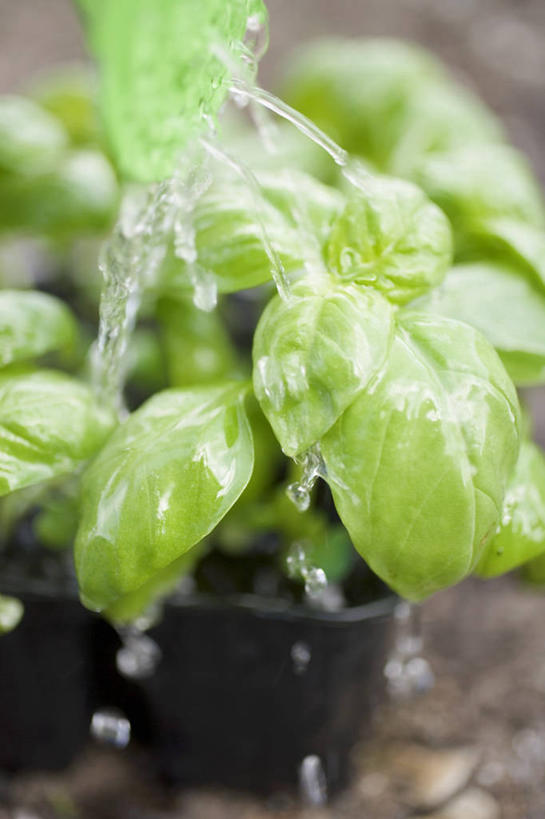 无人,竖图,俯视,室内,特写,白天,水,植物,叶子,阴影,飞溅,朦胧,模糊,溅,反射,液体,影子,水滴,香料,绿叶,草药,中药,水珠,香草,嫩叶,罗勒,喷洒,紫苏,药材,中草药,九层塔,圣约瑟夫草,甜罗勒,兰香,中药材,本草,叶,叶片,彩图,高角度拍摄