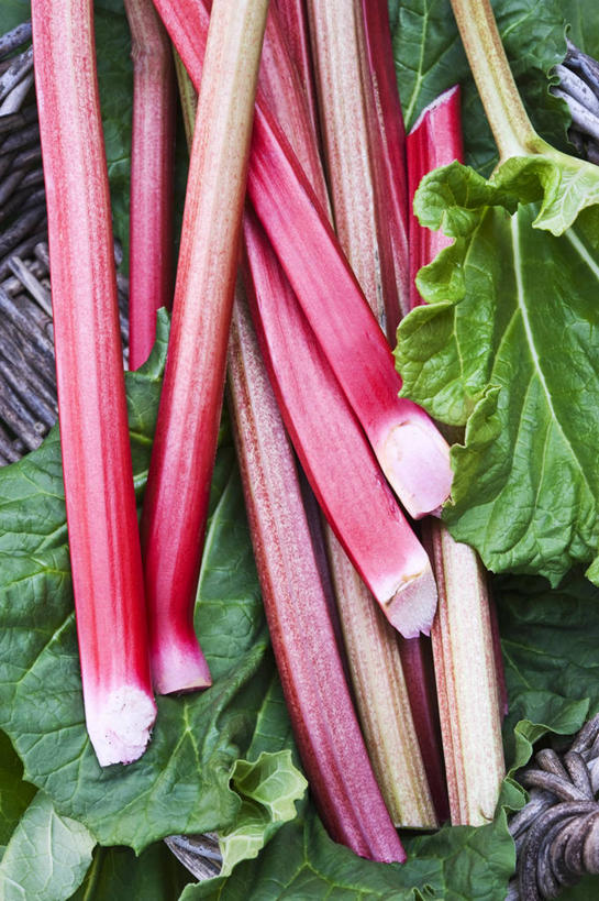 无人,竖图,俯视,室内,特写,白天,植物,餐桌,桌子,叶子,阴影,反射,纹理,影子,绿叶,草药,药草,中药,红色,绿色,嫩叶,餐台,药材,中草药,大黄,中药材,本草,肌理,川军,蜀大黄,熟大黄,叶,叶片,叶脉,彩图,高角度拍摄