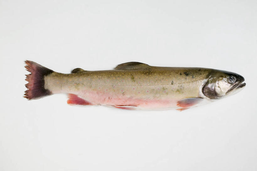 无人,横图,俯视,室内,特写,白天,白色背景,餐桌,桌子,鳟鱼,一条,阴影,反射,鱼,影子,鱼类,摄影,影棚,餐台,鮅,赤眼鱼,红目鳟,红眼棒,野草鱼,彩图,高角度拍摄,全身,影棚拍摄,拍摄