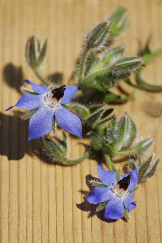 无人,竖图,俯视,室内,特写,白天,植物,餐桌,桌子,叶子,阴影,朦胧,模糊,盛开,反射,影子,绿叶,草药,药草,花蕾,中药,花,花瓣,花朵,鲜花,两朵,蓝色,花苞,花蕊,嫩叶,餐台,机智,药材,中草药,机灵,琉璃苣,中药材,本草,勇气,解毒,镇痛,利尿,叶,叶片,彩图,高角度拍摄