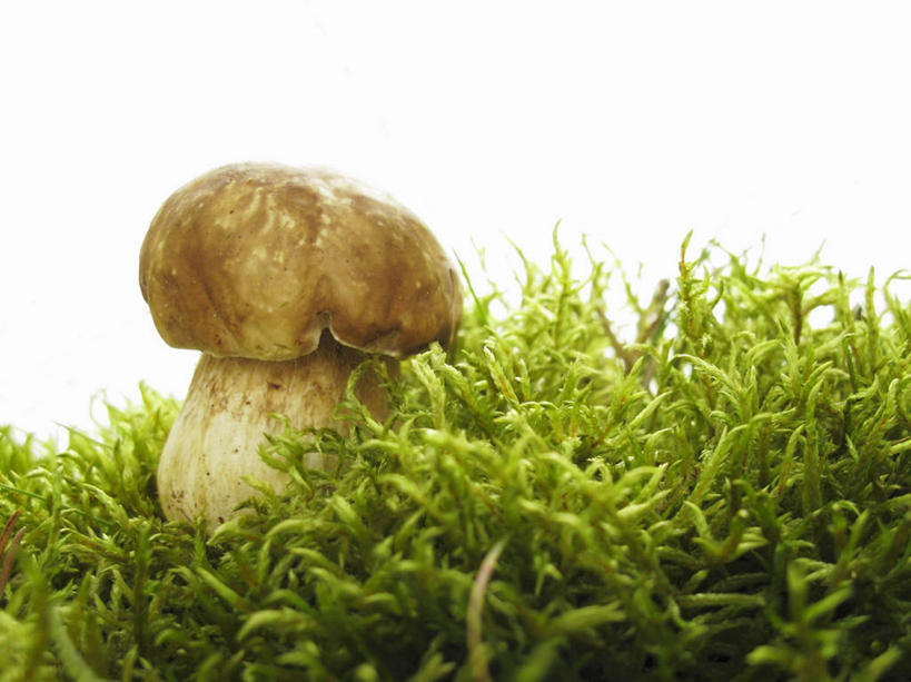 无人,横图,室内,特写,白天,白色背景,正面,蔬菜,阴影,新鲜,反射,影子,菌菇,蘑菇,食品,青苔,苔藓,菌类,中药,食物,一个,食用菌,摄影,有机食品,绿色食品,影棚,单个,药材,牛肝菌,中药材,美味牛肝菌,大脚菇,彩图,影棚拍摄,拍摄