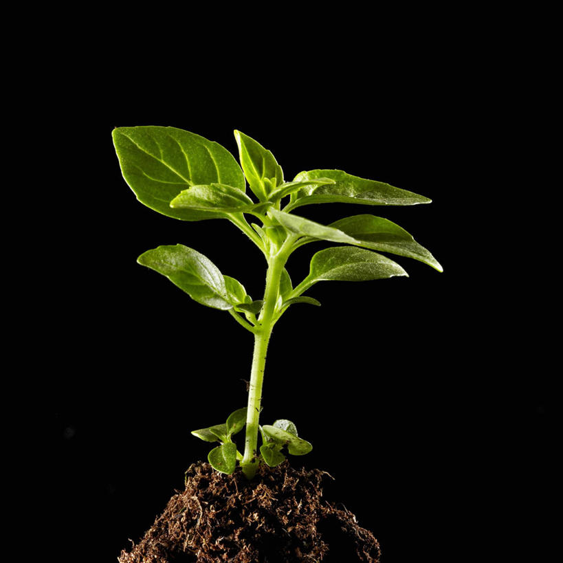 无人,方图,室内,特写,白天,正面,植物,叶子,阴影,黑色背景,反射,影子,泥土,土壤,香料,绿叶,草药,中药,香草,嫩叶,摄影,影棚,罗勒,紫苏,药材,中草药,九层塔,圣约瑟夫草,甜罗勒,兰香,中药材,本草,叶,叶片,彩图,影棚拍摄,拍摄