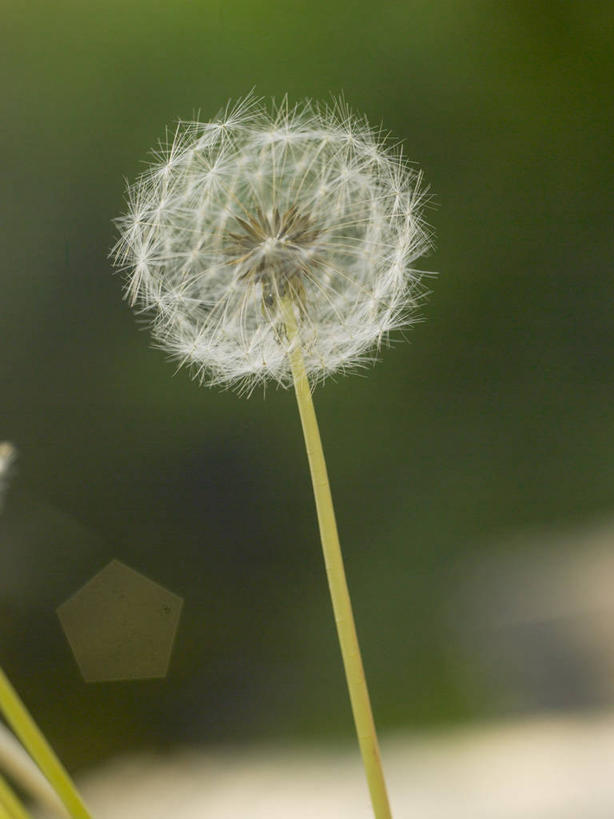 无人,竖图,室外,特写,白天,正面,爱情,蒲公英,朦胧,模糊,盛开,花蕾,花,花瓣,花朵,鲜花,花苞,花蕊,开朗,蒲公草,尿床草,彩图