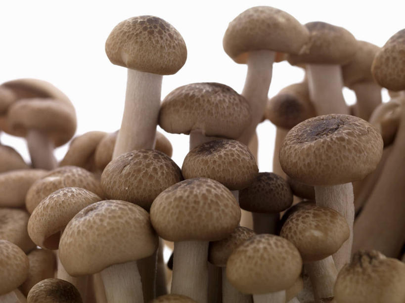 无人,横图,室内,特写,白天,白色背景,正面,蔬菜,许多,阴影,新鲜,反射,影子,菌菇,蘑菇,食品,菌类,食物,食用菌,摄影,有机食品,绿色食品,影棚,彩图,影棚拍摄,拍摄