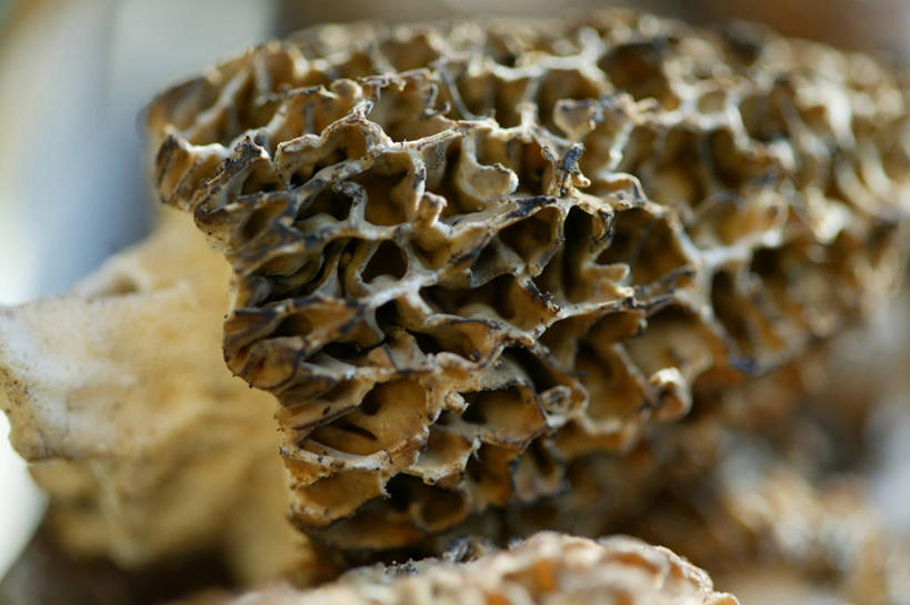 无人,横图,俯视,室内,特写,白天,桌面,桌子,蔬菜,阴影,朦胧,模糊,新鲜,反射,木制,影子,菌菇,食品,菌类,食物,木制品,食用菌,有机食品,绿色食品,羊肚菇,羊肚菜,羊肚菌,羊蘑,美味羊肚菌,彩图,高角度拍摄