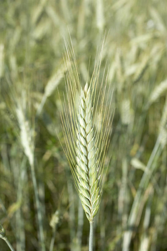 无人,农田,竖图,室外,特写,白天,正面,庄稼,农作物,小麦,美景,朦胧,模糊,景观,谷物,麦田,自然,景色,麦子,自然风光,彩图,耕地,庄稼田