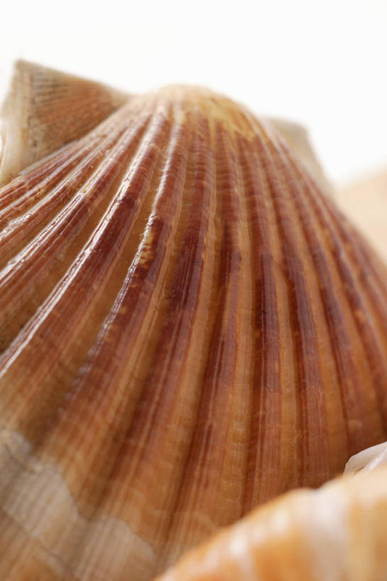 海鲜,无人,竖图,俯视,室内,特写,白天,白色背景,一堆,堆叠,堆积,扇贝,水产,海洋生物,摄影,影棚,堆,水生动物,海产品,水生物,海底动物,彩图,高角度拍摄,影棚拍摄,拍摄