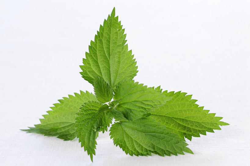 无人,横图,俯视,室内,特写,白天,白色背景,植物,桌面,桌子,叶子,阴影,反射,木制,纹理,影子,绿叶,绿色,木制品,嫩叶,摄影,影棚,荨麻,肌理,防盗草,无情草,咬人草,咬人猫,叶,叶片,叶脉,彩图,高角度拍摄,影棚拍摄,拍摄