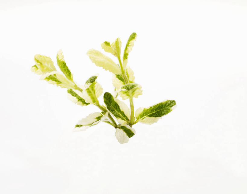 无人,横图,俯视,室内,特写,白天,白色背景,植物,餐桌,桌子,叶子,阴影,反射,纹理,影子,薄荷,绿叶,银丹草,绿色,嫩叶,摄影,影棚,餐台,肌理,斑叶凤梨薄荷,夜息香,胡椒薄荷,叶,叶片,叶脉,彩图,高角度拍摄,影棚拍摄,拍摄