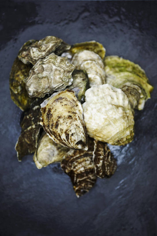 海鲜,无人,竖图,俯视,室内,特写,白天,餐桌,桌子,一堆,许多,阴影,堆叠,堆积,反射,影子,牡蛎,很多,水产,海洋生物,餐台,堆,生蚝,水生动物,海产品,水生物,海底动物,彩图,高角度拍摄