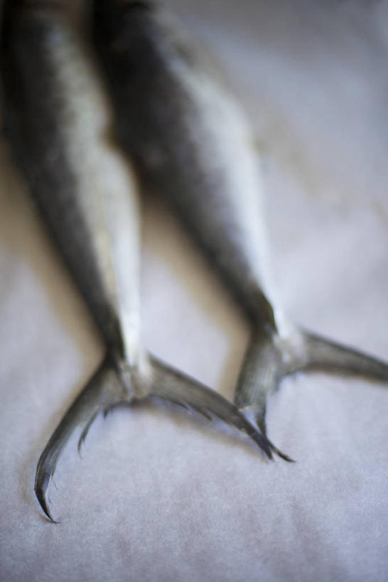 无人,竖图,俯视,室内,特写,白天,餐桌,桌子,两条,阴影,朦胧,模糊,反射,鱼,影子,鲭鱼,鱼类,餐台,花池鱼,花鲱,花鳀,青花鱼,鲐鲅鱼,油胴鱼,鱼尾,半身,彩图,高角度拍摄