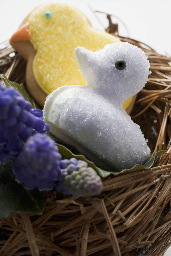 点心,无人,竖图,俯视,室内,特写,白天,白色背景,爱情,植物,餐桌,桌子,鸡,阴影,环绕,盛开,缠绕,反射,鸟巢,鸟窝,影子,食品,枝条,曲奇,花蕾,花,花瓣,花朵,鲜花,树,树木,树枝,食物,紫色,饼干,零食,花苞,花蕊,摄影,影棚,餐台,悲伤,忧郁,纠缠,曲奇饼,曲奇饼干,蓝壶花,蓝瓶花,葡萄百合,葡萄风信子,葡萄麝香兰,葡萄水仙,妒忌,虬枝,枝杈,彩图,高角度拍摄,影棚拍摄,拍摄