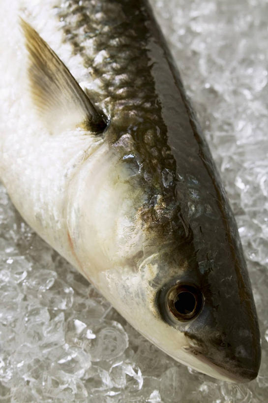 海鲜,头,无人,竖图,俯视,室内,特写,白天,餐桌,桌子,一堆,一条,许多,阴影,堆叠,堆积,反射,鱼,影子,冰,冰块,冷冻,水产,鱼类,海洋生物,寒冷,冷藏,餐台,堆,死亡,冰冷,水生动物,海产品,水生物,海底动物,乌鱼,保鲜,殒命,灭亡,黑鱼,蛇头鱼,乌鳢,头部,半身,彩图,高角度拍摄