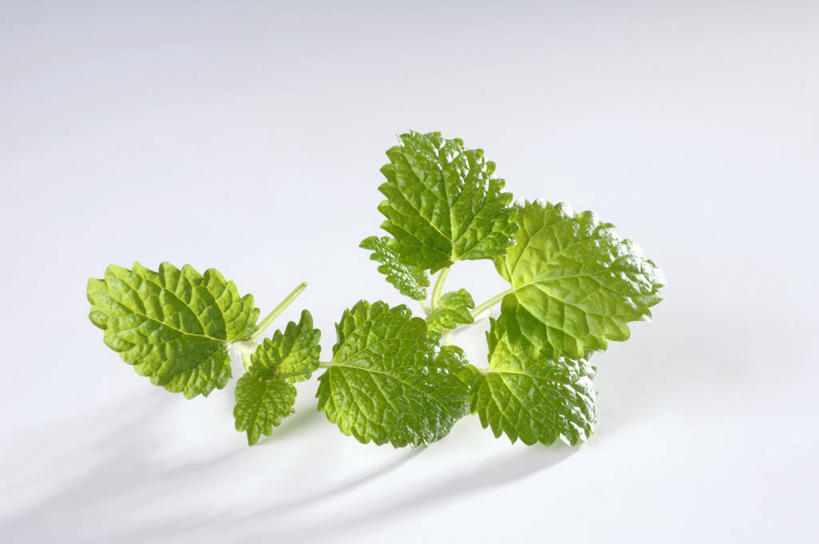 无人,横图,俯视,室内,特写,白天,白色背景,植物,餐桌,桌子,叶子,阴影,反射,影子,绿叶,草药,药草,中药,嫩叶,摄影,影棚,餐台,药材,中草药,蜜蜂花,中药材,本草,鼻血草,叶,叶片,彩图,高角度拍摄,影棚拍摄,拍摄