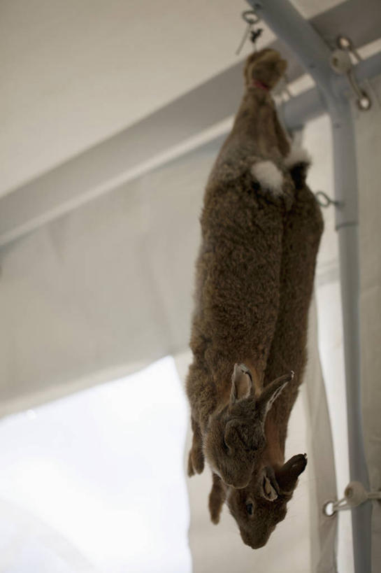 无人,竖图,室内,特写,白天,仰视,窗户,哺乳动物,吊挂,悬挂,阴影,反射,兔子,影子,墙,挂,玻璃窗,墙壁,墙面,一只,白色,动物,兔,死亡,殒命,灭亡,彩图,低角度拍摄