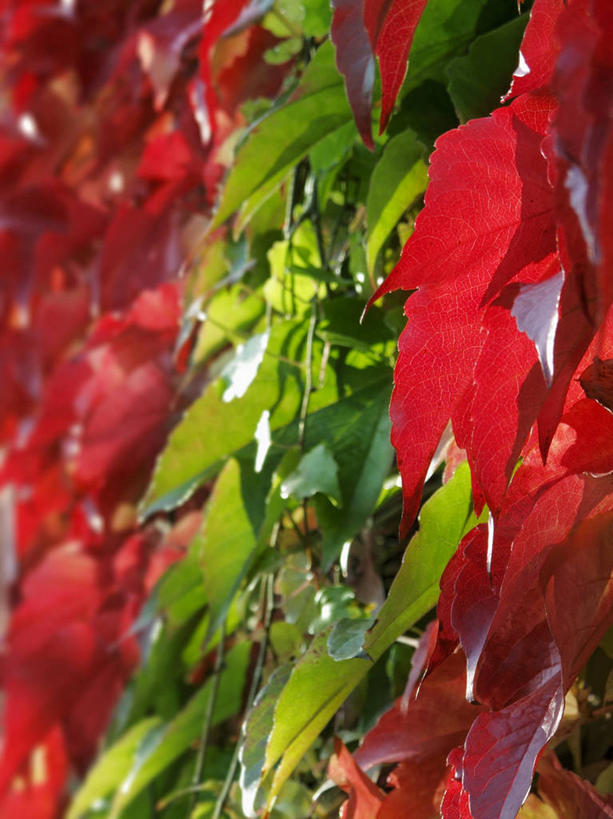 无人,竖图,室外,特写,白天,正面,美景,秋季,植物,叶子,阴影,光线,影子,景观,常春藤,爬山虎,绿叶,草药,中药,红色,绿色,阳光,自然,嫩叶,景色,自然风光,药材,中草药,爬墙虎,中药材,本草,地锦,趴山虎,巴山虎,叶,叶片,秋,秋天,彩图,常青藤