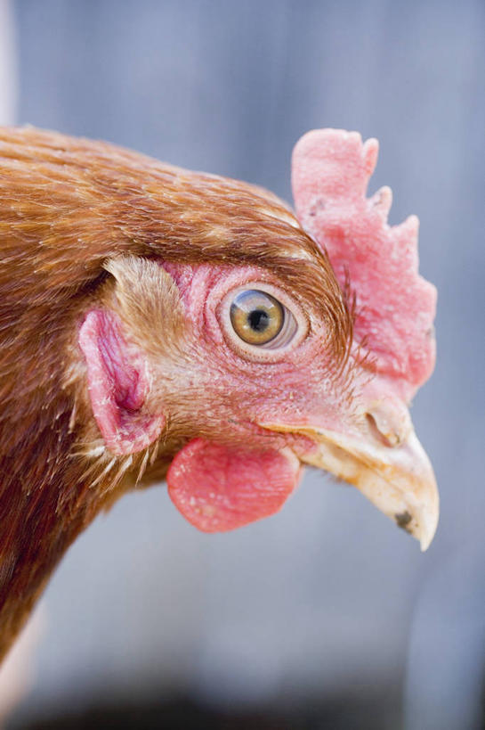 头,无人,站,竖图,室外,特写,白天,侧面,鸡,朦胧,模糊,鸡冠,注视,家禽,一只,红色,动物,观察,看,站着,牲畜,观看,察看,关注,头部,站立,半身,彩图