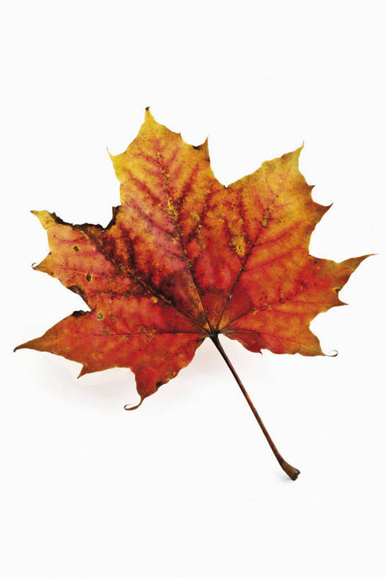 无人,竖图,俯视,室内,特写,白天,白色背景,叶子,阴影,反射,影子,枫叶,枯叶,落叶,一个,黄色,红色,摄影,影棚,单个,枫树叶,叶,叶片,彩图,高角度拍摄,影棚拍摄,拍摄