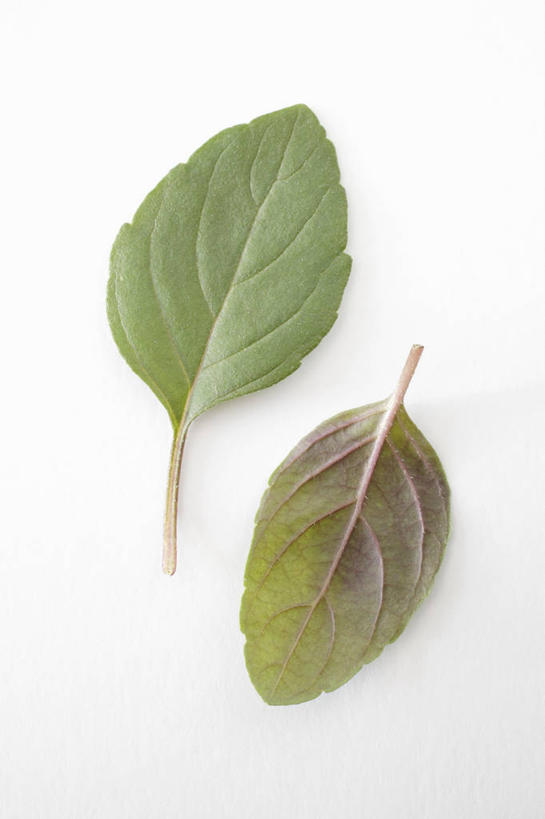 无人,竖图,俯视,室内,特写,白天,白色背景,餐桌,桌子,叶子,两片,阴影,反射,影子,绿叶,嫩叶,摄影,影棚,餐台,紫苏,赤苏,红苏,黑苏,叶,叶片,彩图,高角度拍摄,影棚拍摄,拍摄